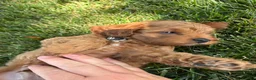 Cavapoo dogs for sale: Denver  - Ad 3