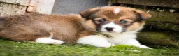 Welsh Corgi Pembroke dogs for sale: Gene - Ad 7