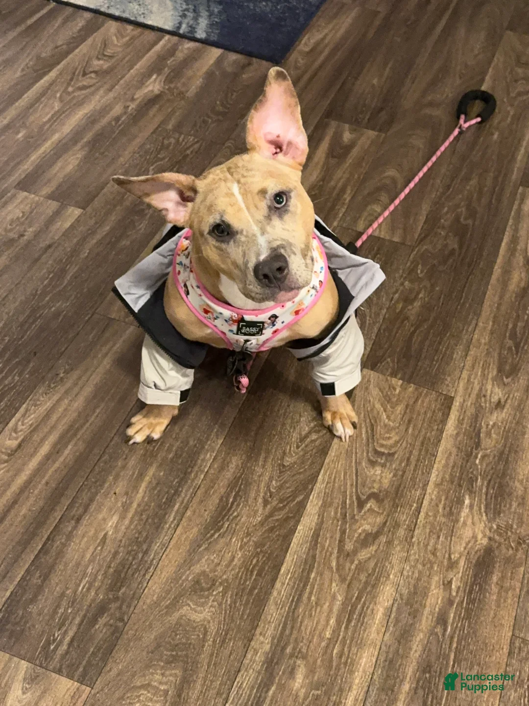 American Bully dogs for sale: American Bully Puppy 1 - Ad 8