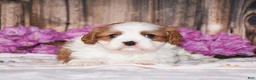 Cavalier King Charles Spaniel dogs for sale: Larsen - Ad 1