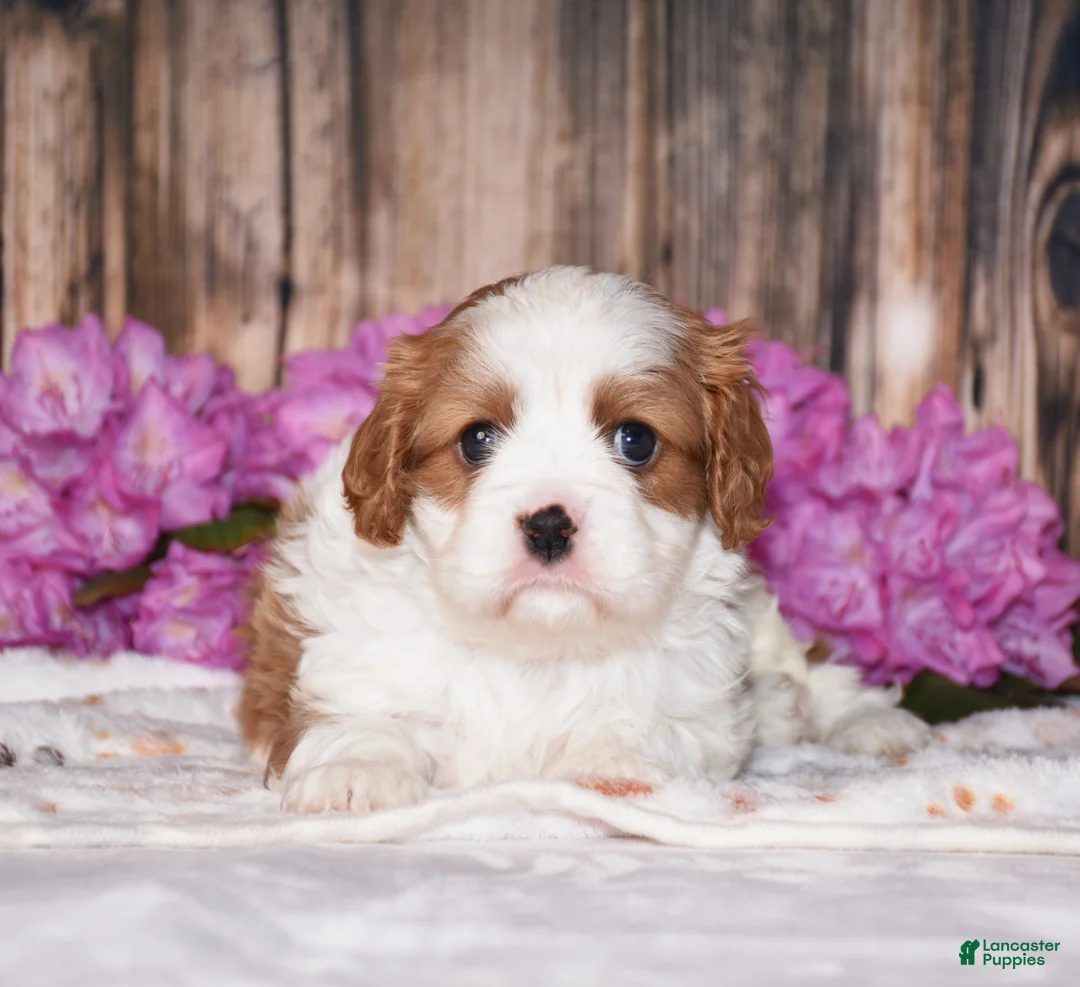 Cavalier King Charles Spaniel dogs for sale: Larsen - Ad 1