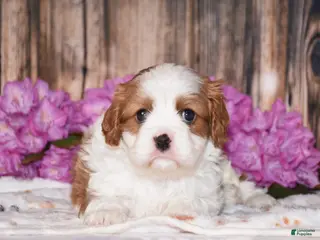 Cavalier King Charles Spaniel dogs for sale: Larsen - Ad 4