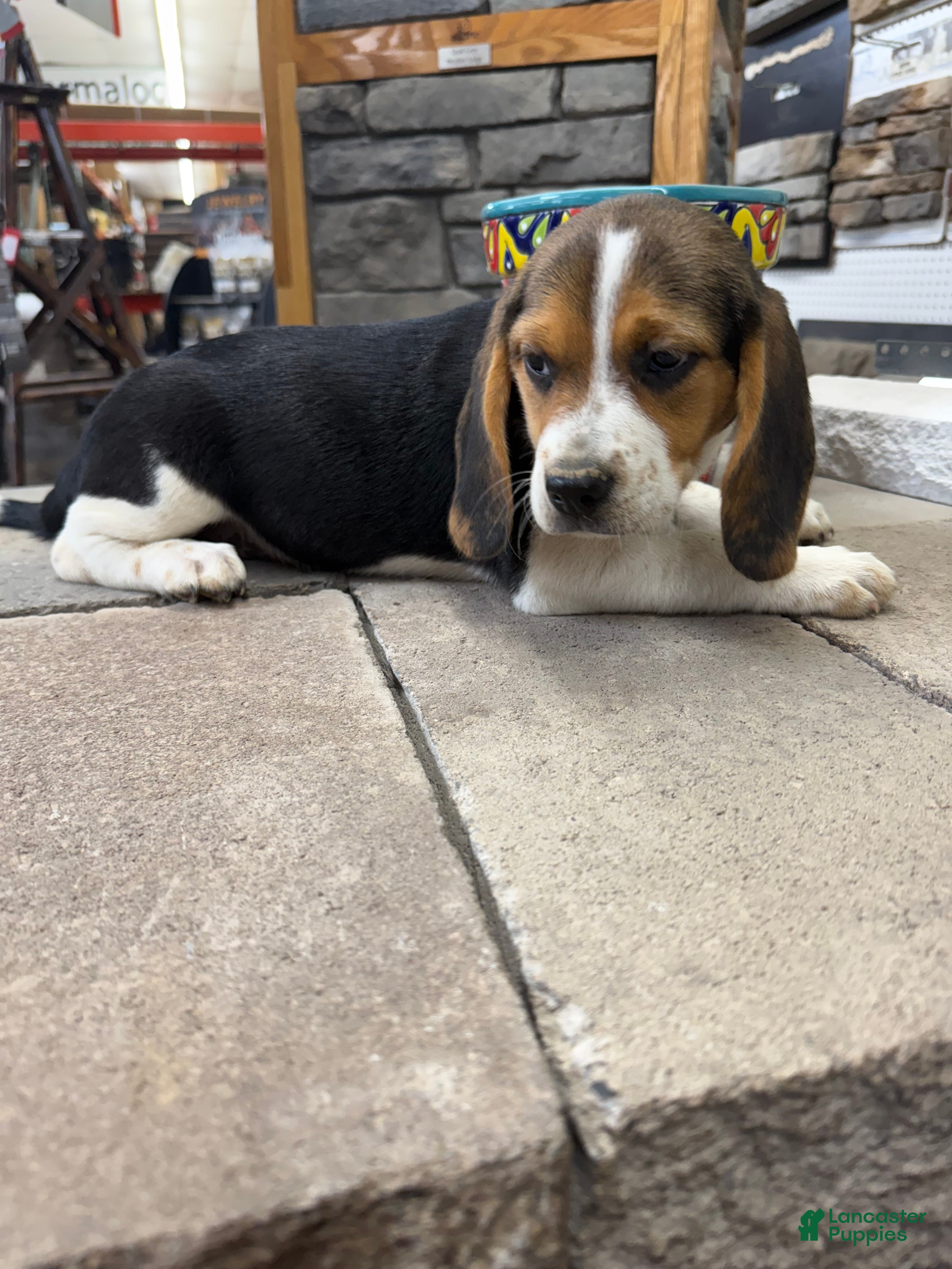 Beagle dogs AKC Tia - Ad 2