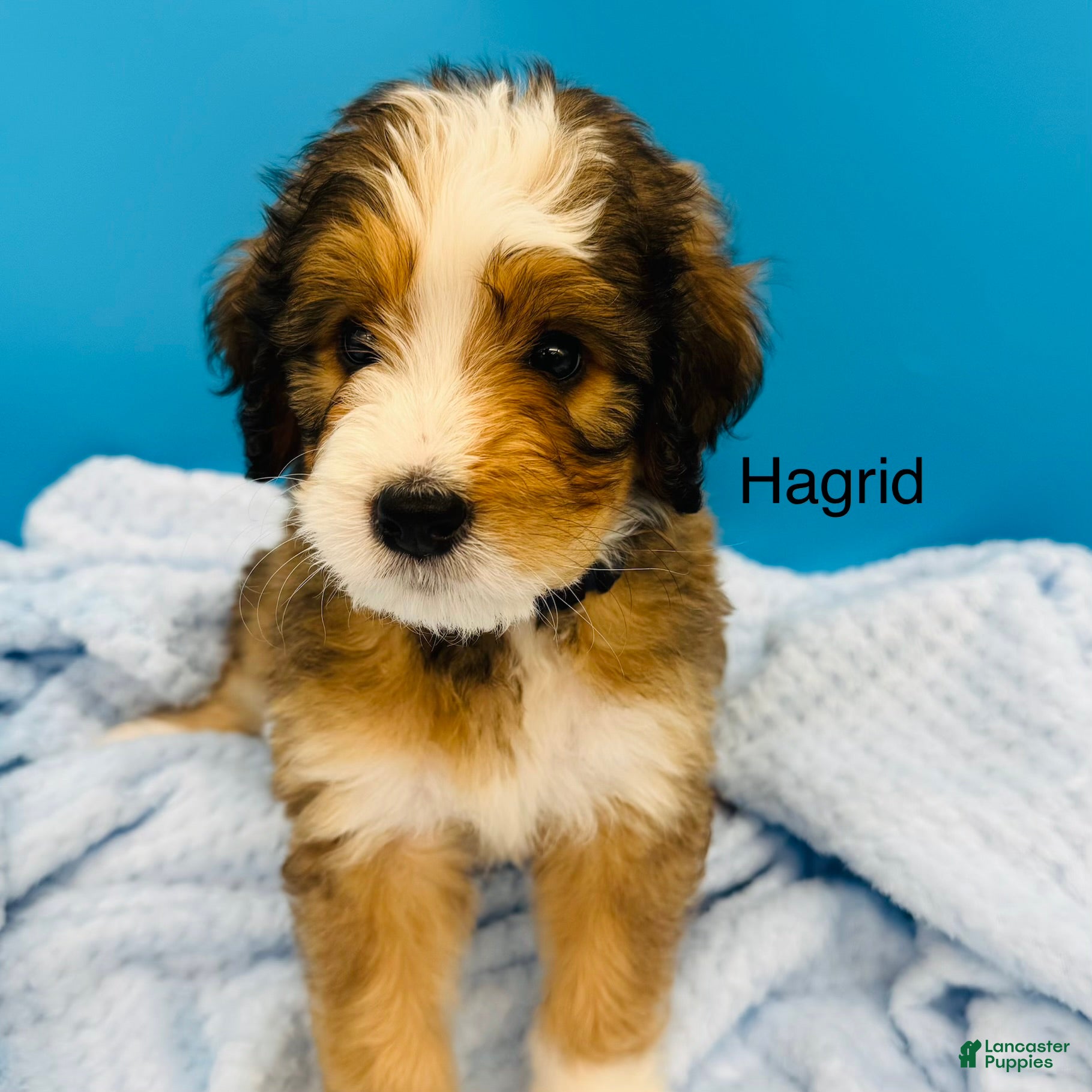 Bernedoodle dogs Bernedoodle Puppy 1 - Ad 2