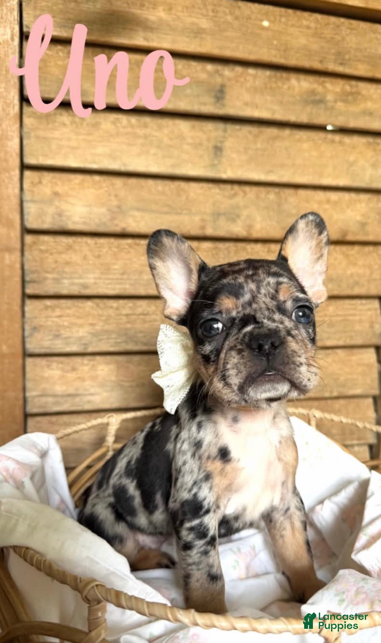 French Bulldog dogs French Bulldog 4 - Ad 2