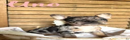 French Bulldog dogs for sale: French Bulldog 4 - Ad 2