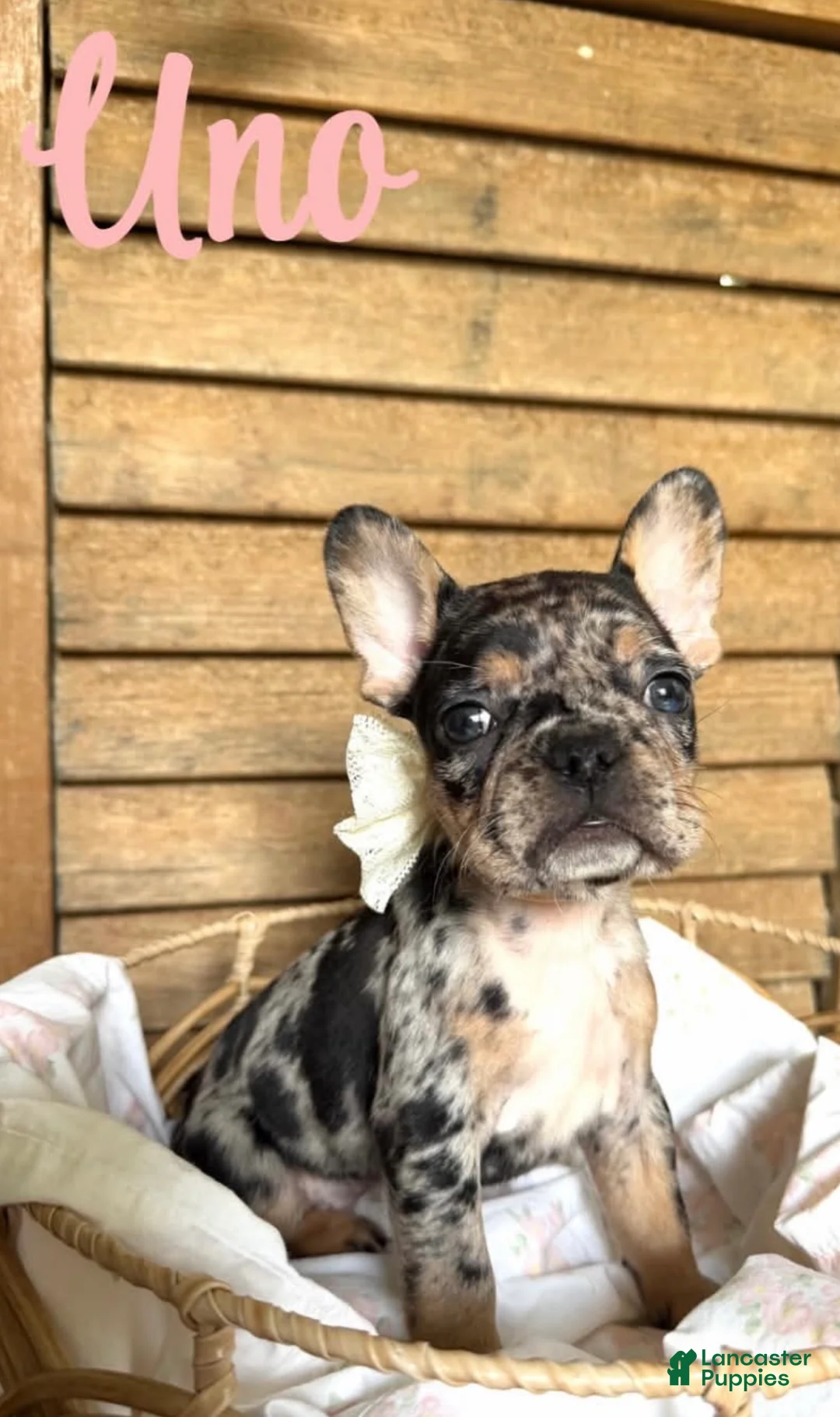 French Bulldog dogs for sale: French Bulldog 4 - Ad 2