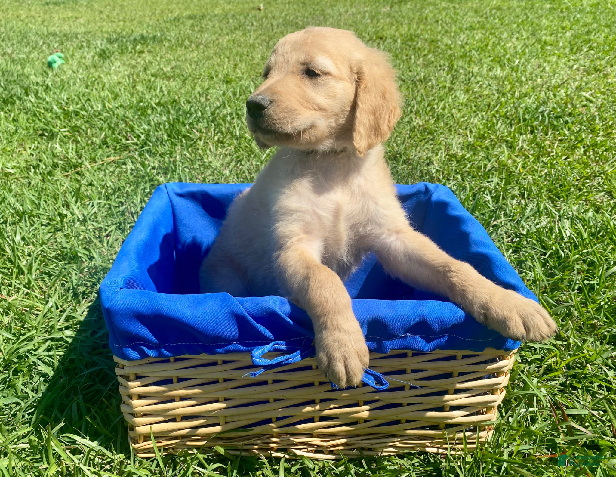 Golden Retriever dogs for sale: Golden Retriever Puppy 6 - Ad 3