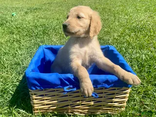 Golden Retriever dogs for sale: Golden Retriever Puppy 6 - Ad 3