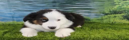 Miniature Australian Shepherd dogs for sale: Ellis - Ad 6