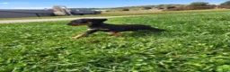 Miniature Pinscher dogs for sale: Male 1 - Ad 2