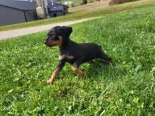 Miniature Pinscher dogs Male 1 - Ad 2