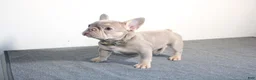 French Bulldog dogs for sale: French Bulldog 1 - Ad 3