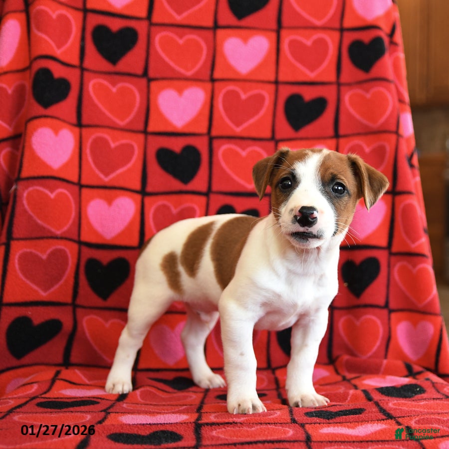 Jack Russell Terrier dogs Valentine - Ad 15