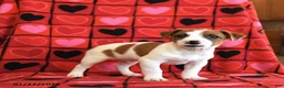 Jack Russell Terrier dogs for sale: Valentine - Ad 1