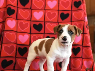 Jack Russell Terrier dogs Valentine - Ad 15
