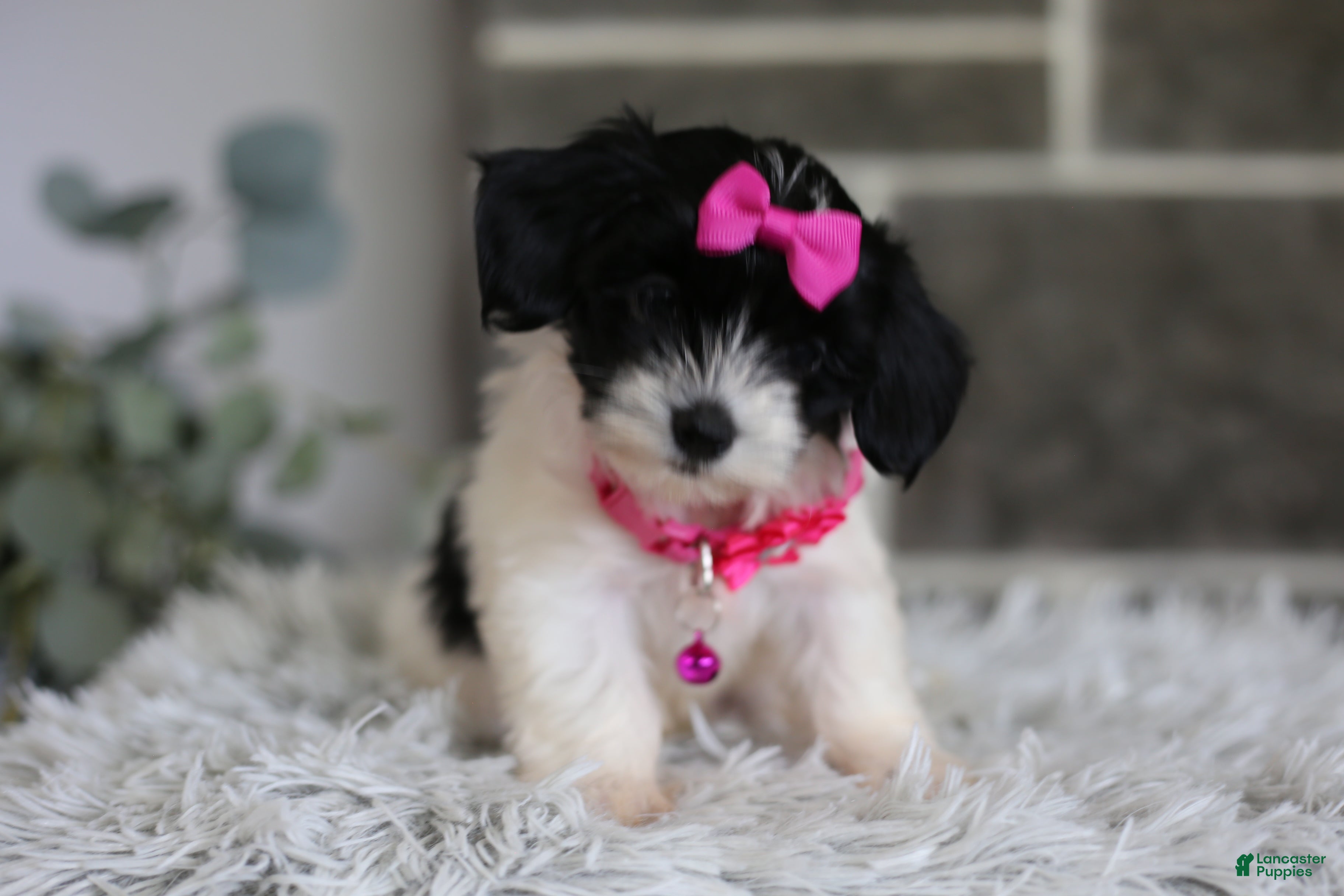 Maltipoo dogs Penelope - Ad 1