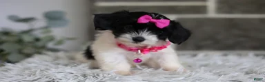 Penelope
