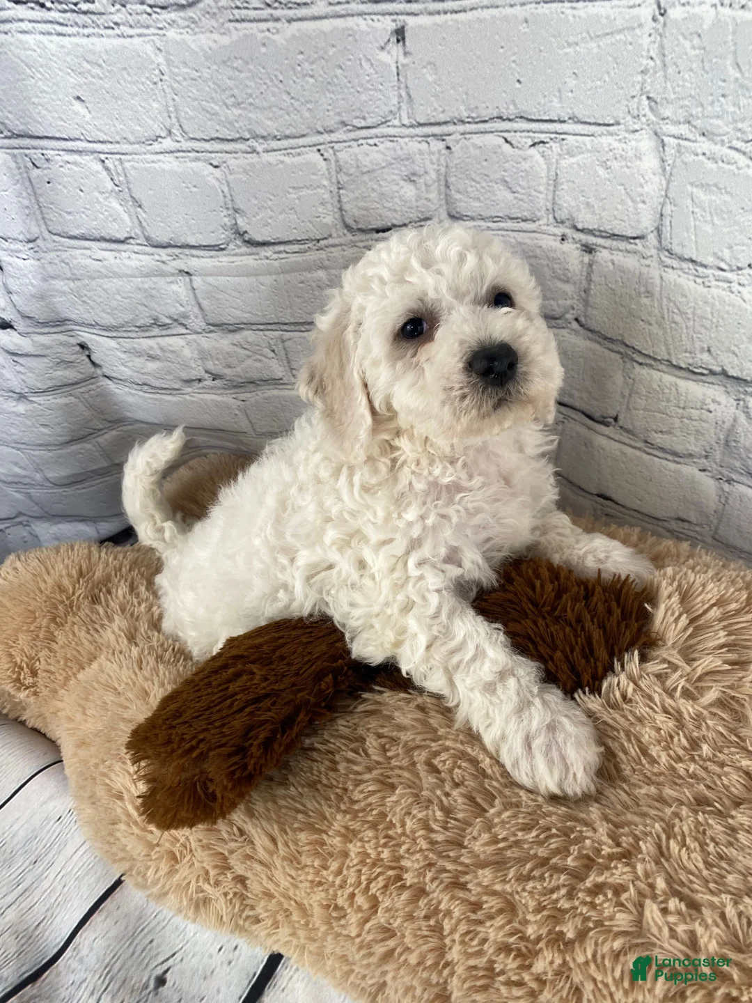 Bichon Frise dogs for sale: Stella - Ad 4
