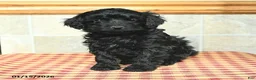 Yorkiepoo dogs for sale: Ebony - Ad 2