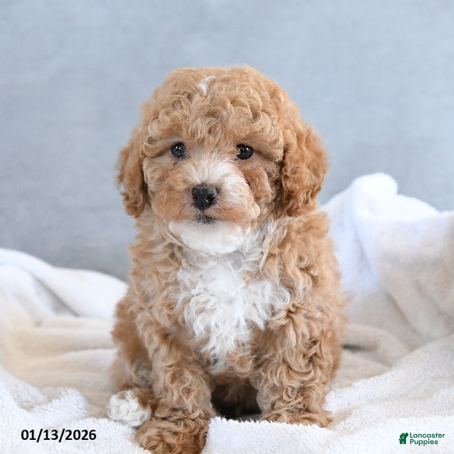 Afghan Hound dogs Brittany - Ad 4