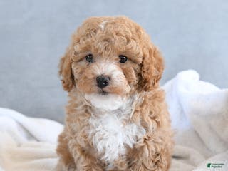 Afghan Hound dogs Brittany - Ad 4