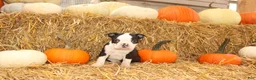 Boston Terrier dogs for sale: Jordan - Ad 4