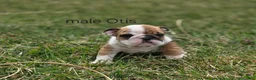 English Bulldog dogs for sale: English Bulldog Puppy 1 - Ad 4