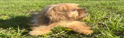 Mixed Breed dogs for sale: Rocky - Ad 4