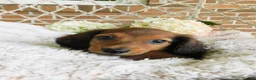 Miniature Dachshund dogs for sale: Jasper  - Ad 5