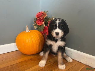 Mixed Breed dogs Cooper - Ad 5