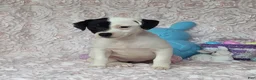 Jack Russell Terrier dogs for sale: Lena Registered Purebred  - Ad 3