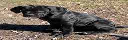 Cane Corso dogs for sale: Isla - Ad 2