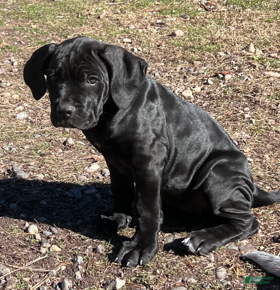 Cane Corso dogs for sale: Isla - Ad 2