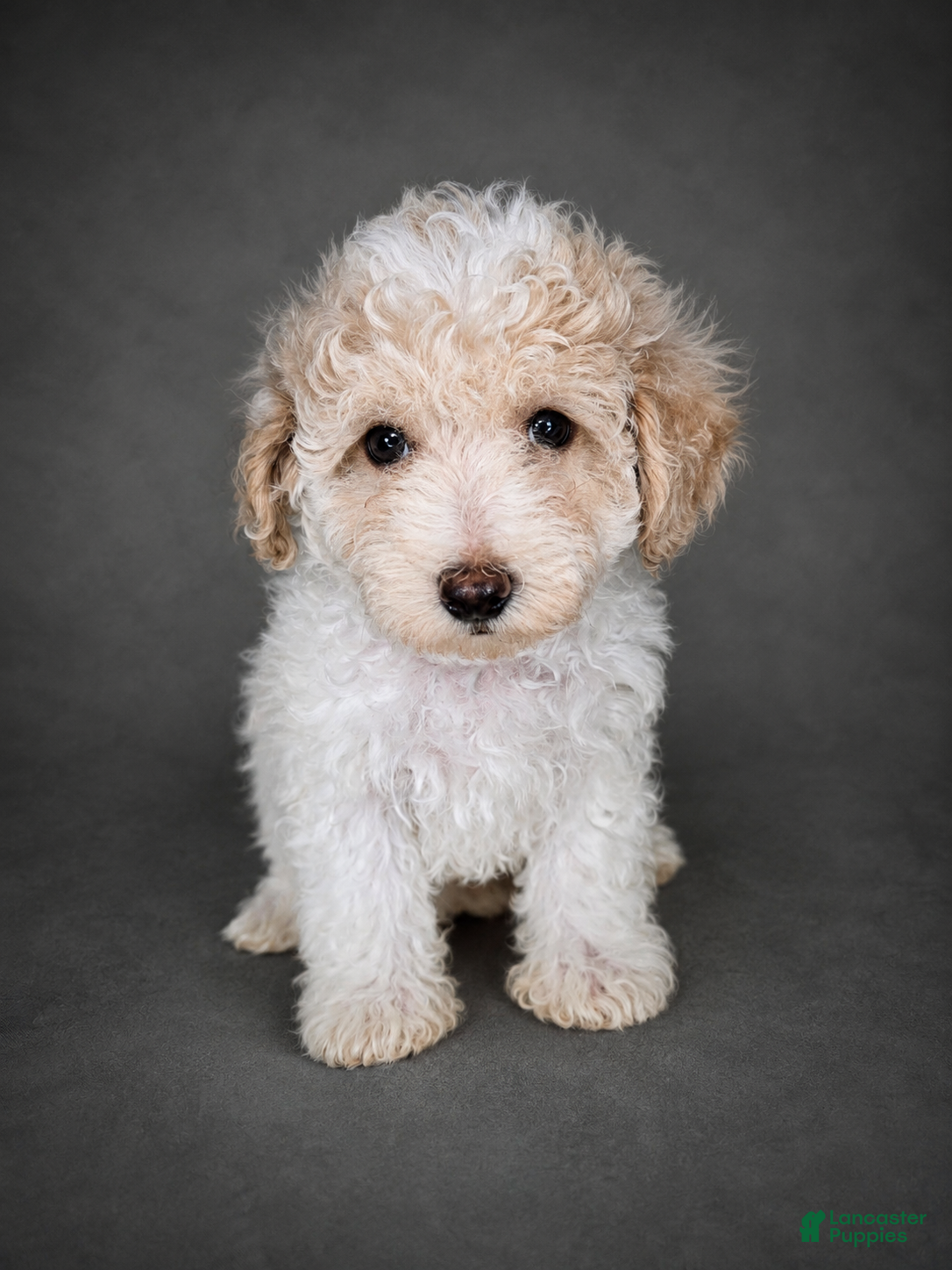 Bichpoo dogs Mia - Ad 25