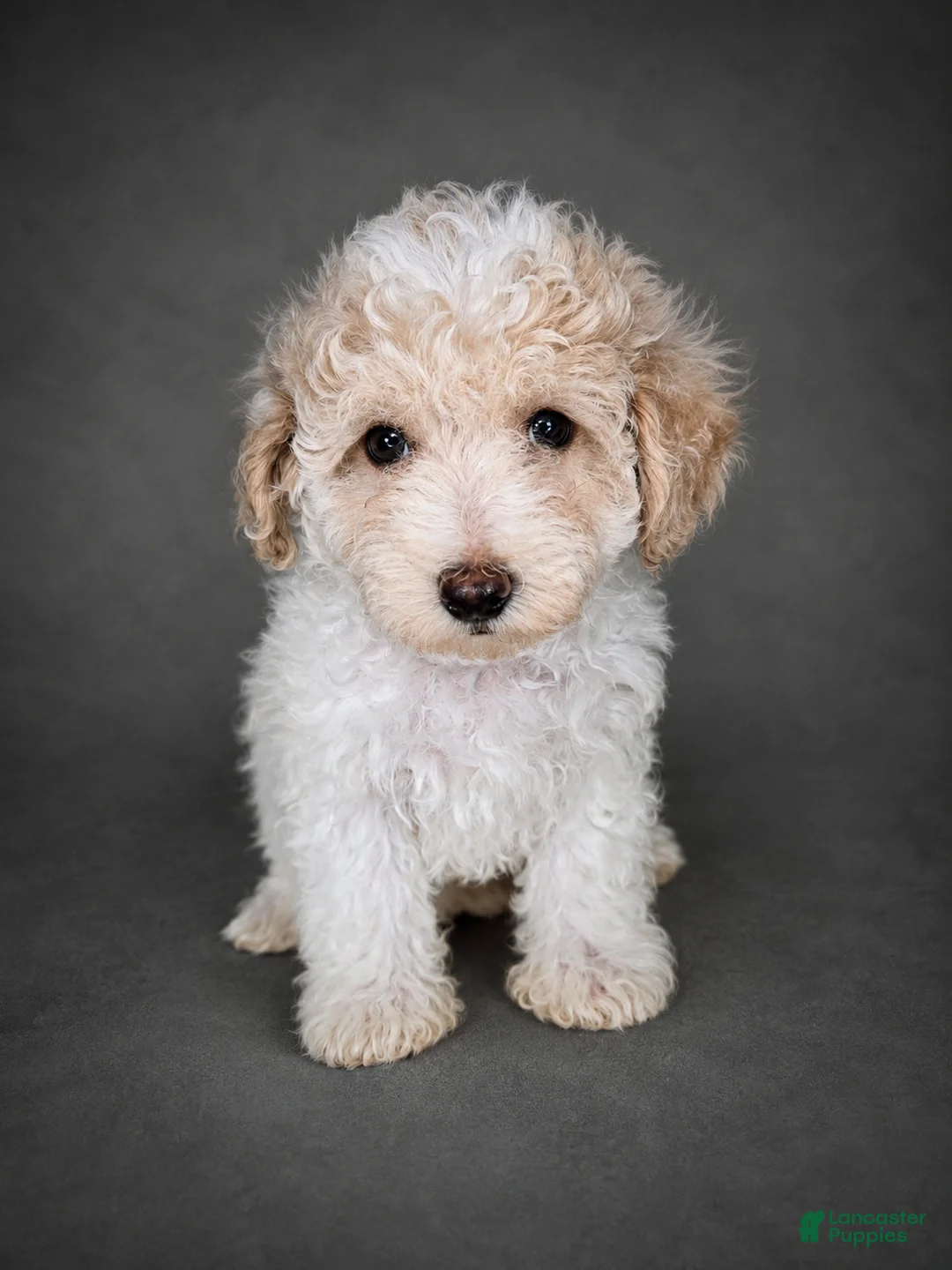 Bichpoo dogs for sale: Mia - Ad 1
