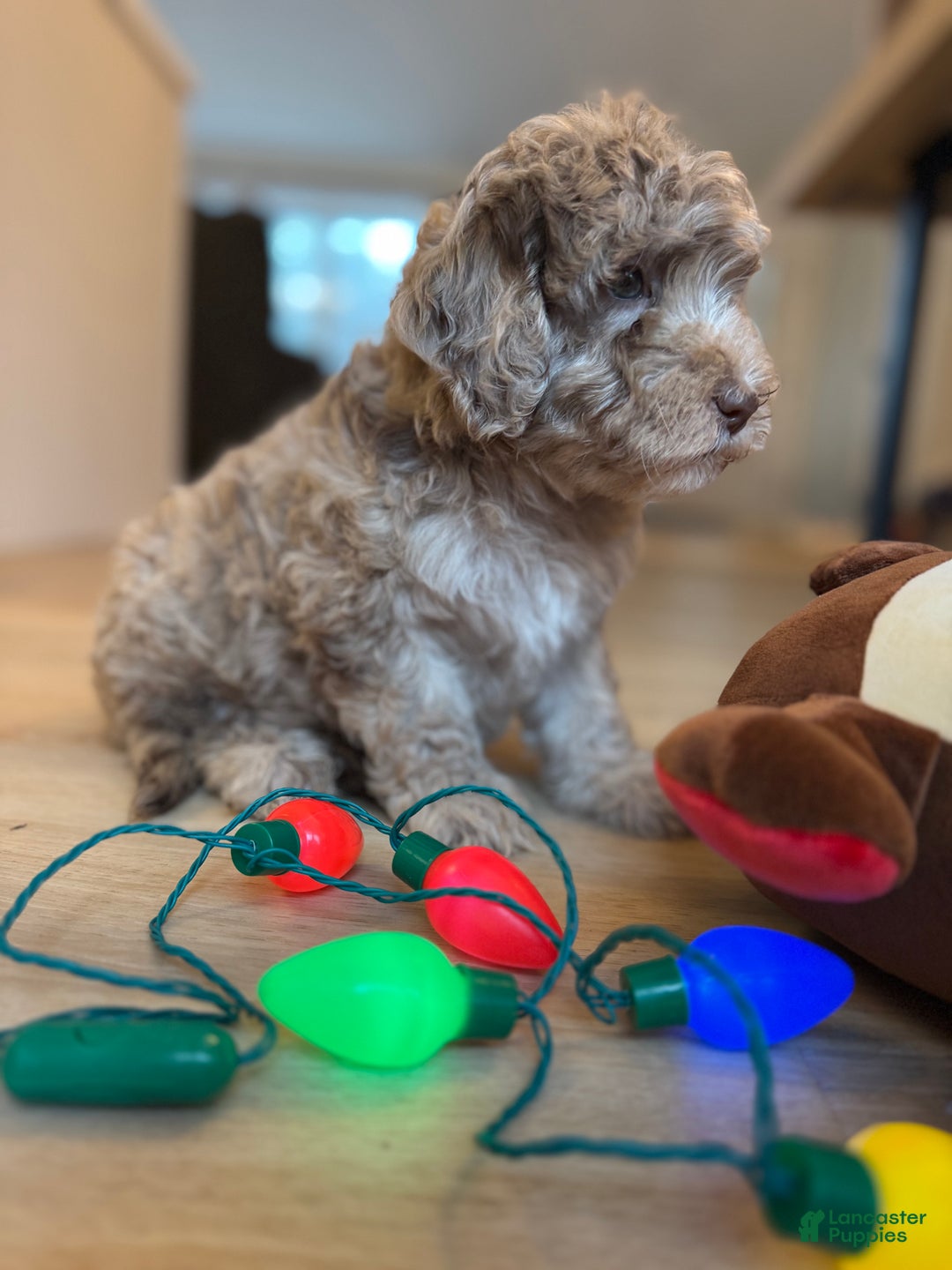 Mini Goldendoodle dogs for sale: Leo - Ad 5