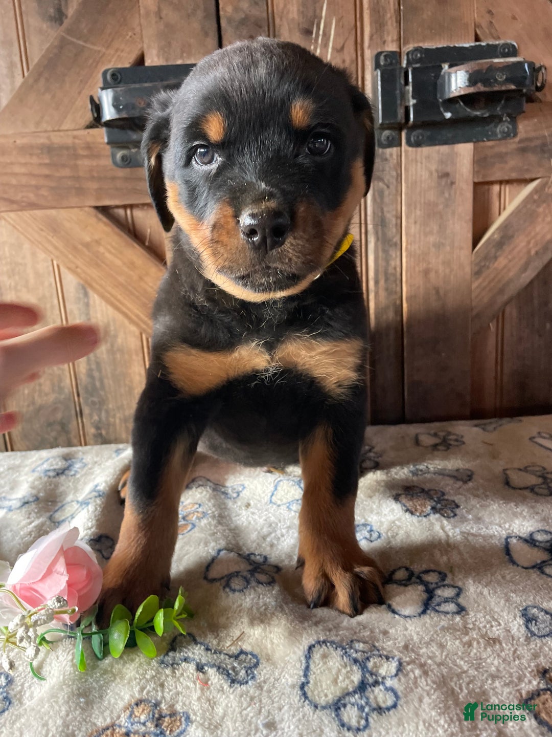 Rottweiler dogs for sale: Otto - Ad 3