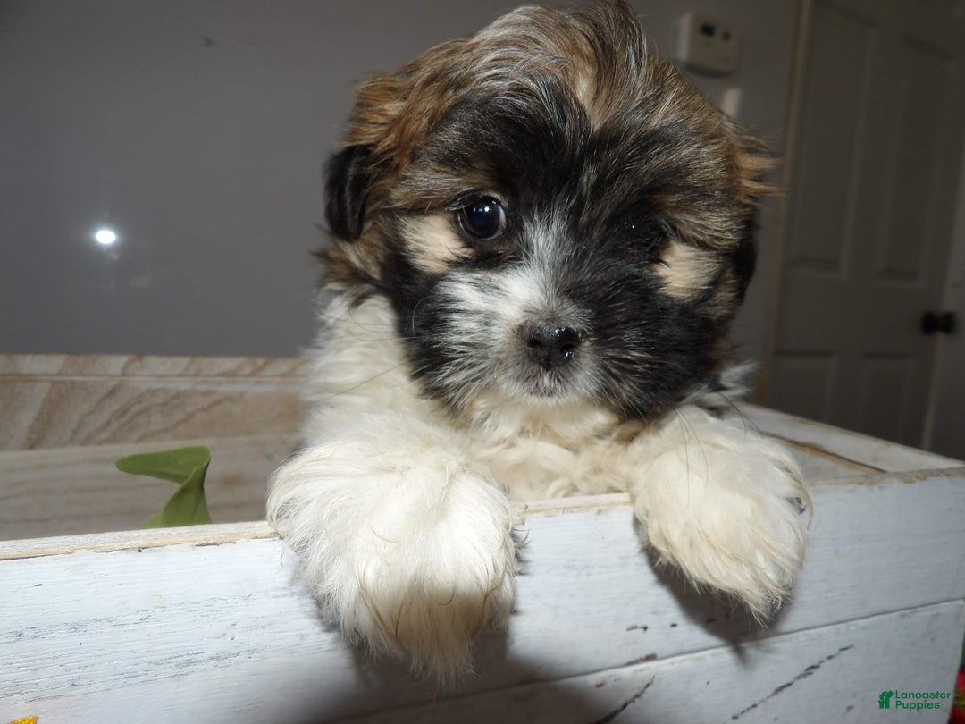 Gallery Image {{count}}