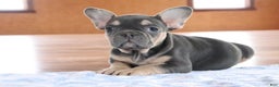 French Bulldog dogs for sale: Serenity - Ad 4