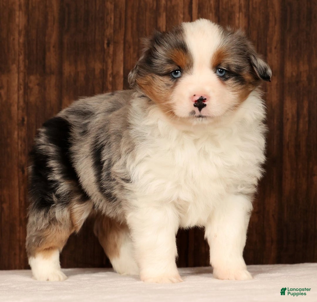 Miniature Australian Shepherd dogs for sale: Dawn - Ad 4