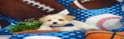 Maltipoo dogs for sale: Laim 7 lbs Full Grown - Ad 6