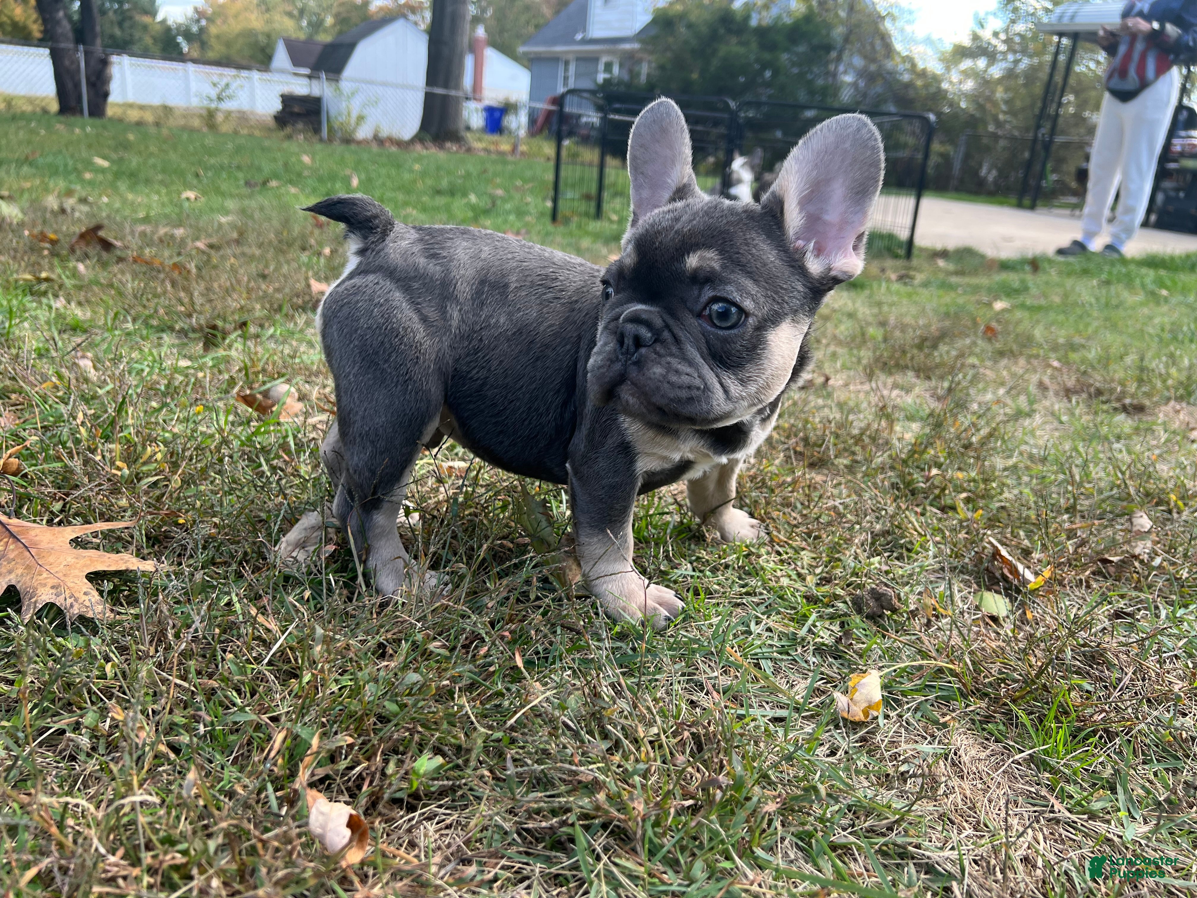French Bulldog dogs French Bulldog Puppy 1 - Ad 32