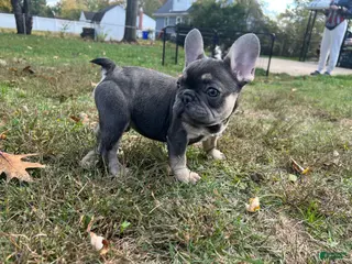 French Bulldog dogs French Bulldog Puppy 1 - Ad 36