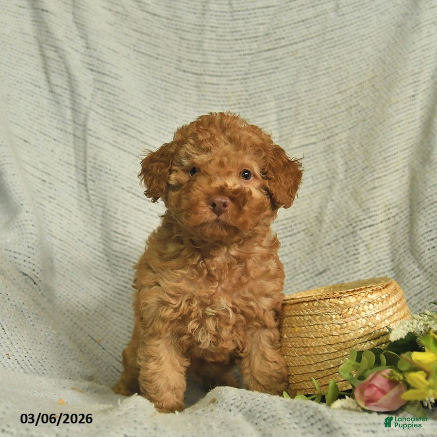 Miniature Poodle dogs Titan  - Ad 2