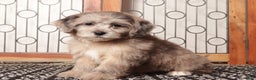 Shihpoo dogs for sale: Remy Gray Merle Male Shihpoo - Ad 1
