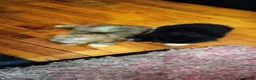 Mixed Breed dogs for sale: Mixed Breed Puppy 1 - Ad 4