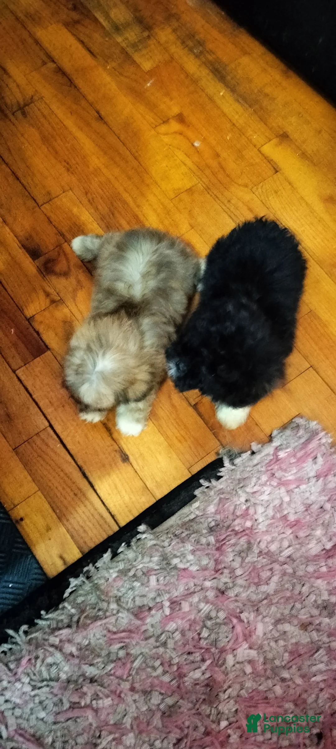 Mixed Breed dogs for sale: Mixed Breed Puppy 1 - Ad 4
