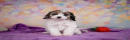 Cavapoo dogs for sale: Cavapoo 2 - Ad 9