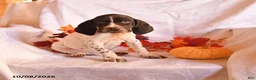 German Shorthaired Pointer dogs for sale: Colt - Ad 1